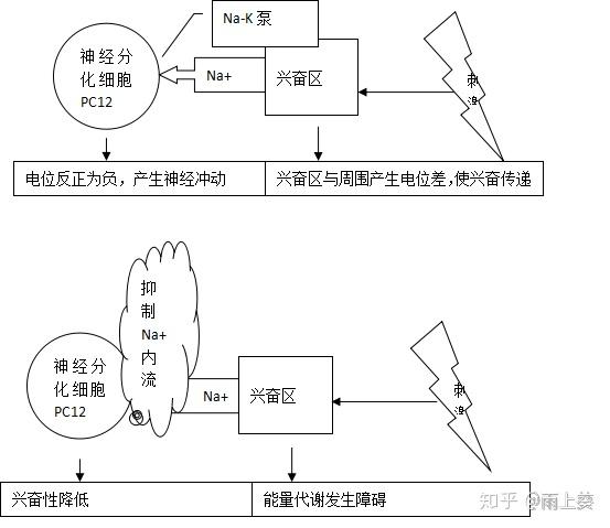 實驗觀察到處理組黑斑蛙的坐骨神經對刺激反應的靈敏性降低,動作電位