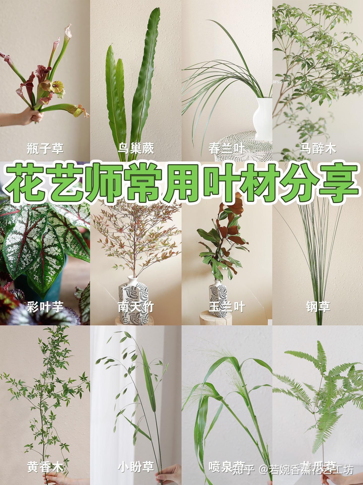 花艺师常用叶材分享 - 知乎