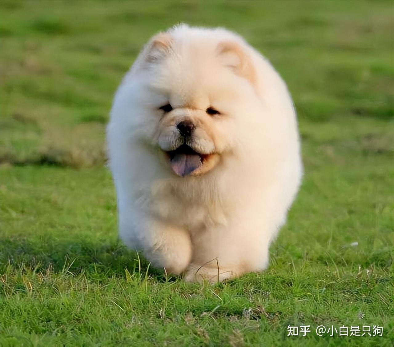 不愧是“老祖宗严选”，土松犬优点真的多！ - 知乎