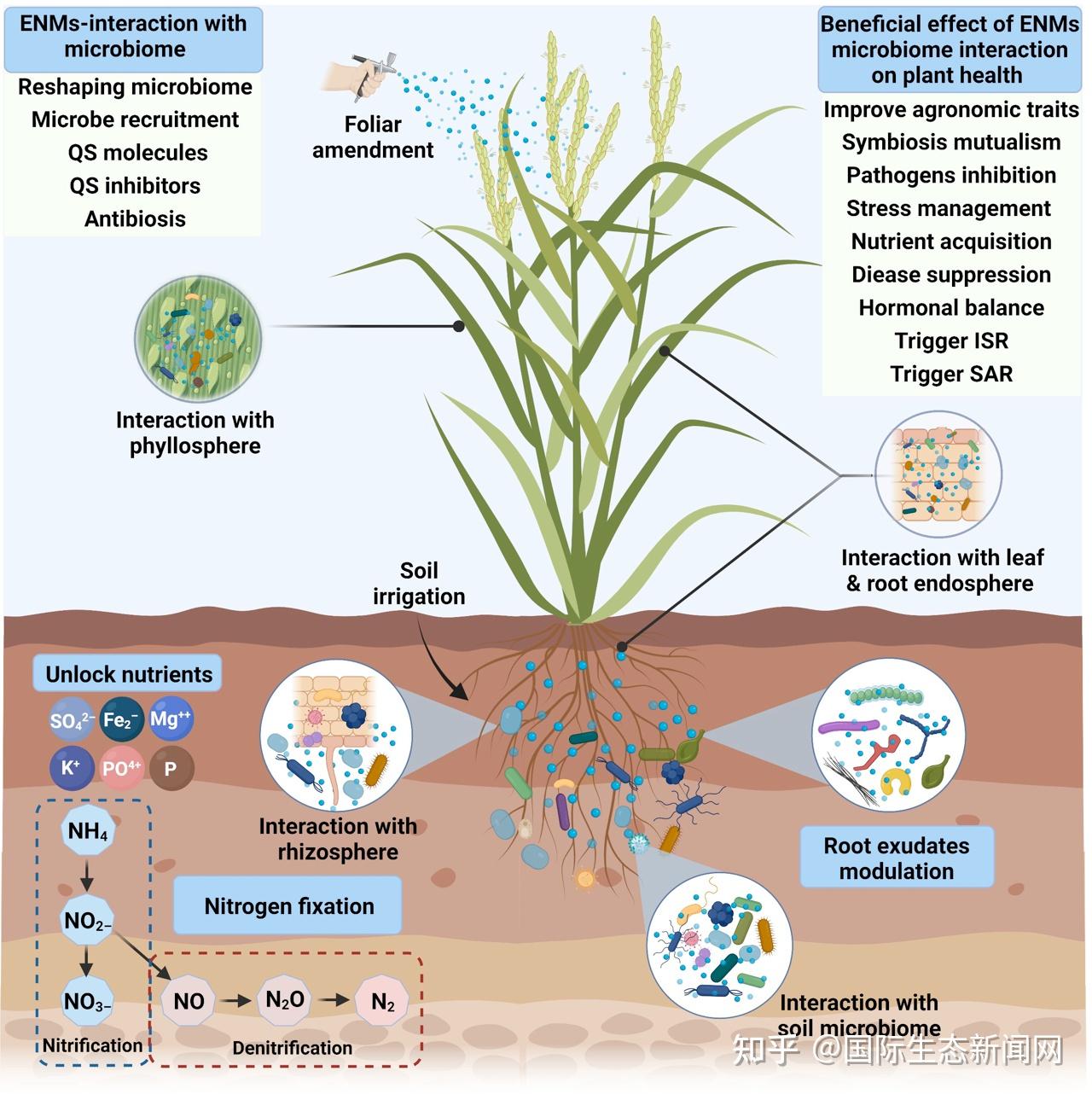 土壤微生物示意图图片