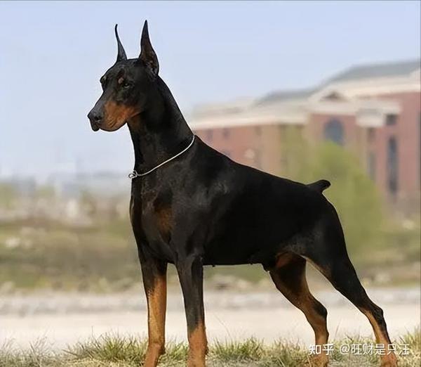 忽悠我养“杜宾犬”的朋友，我们绝交！ - 知乎