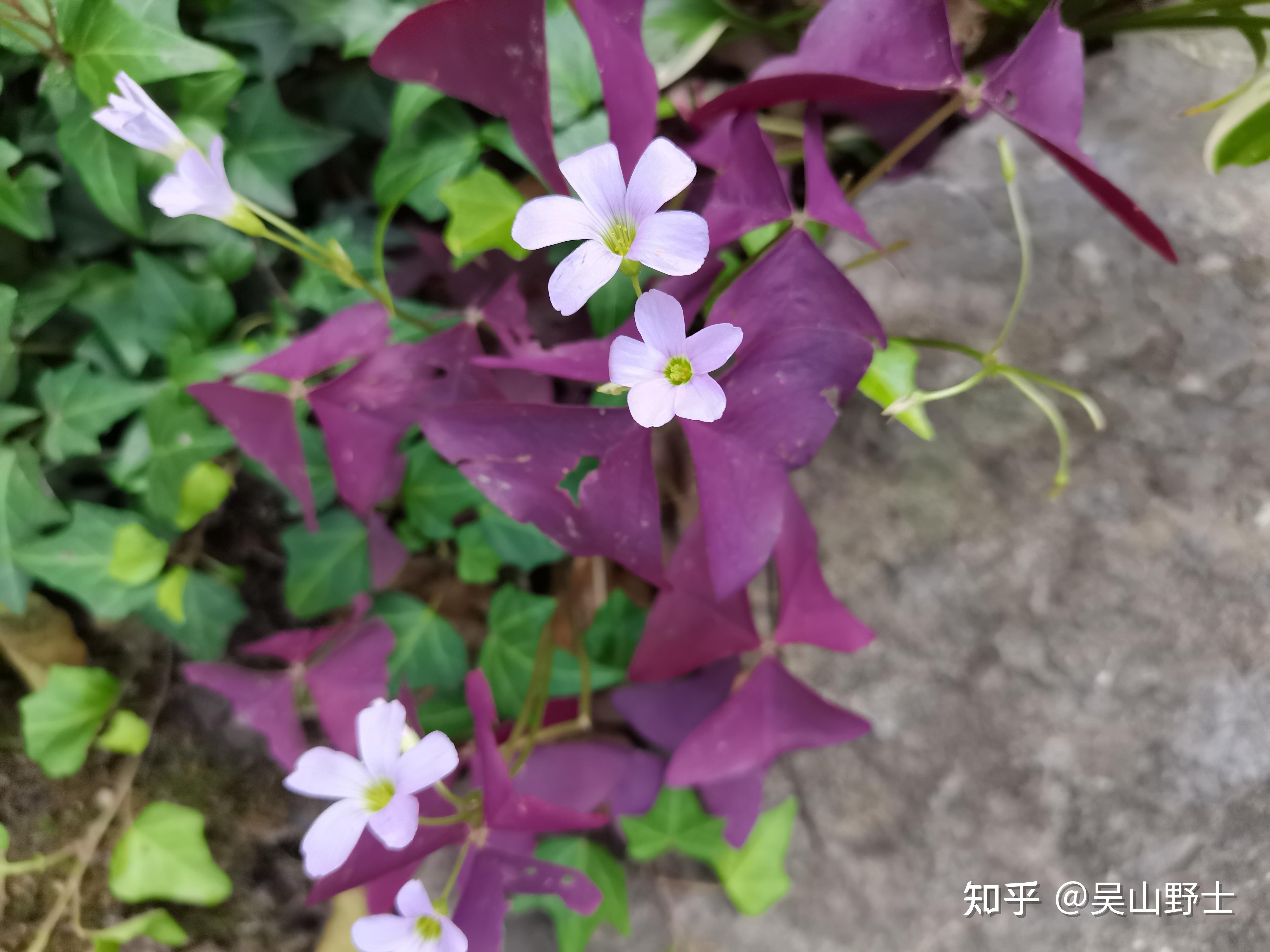 【七绝·紫叶酢浆草】(平水韵)