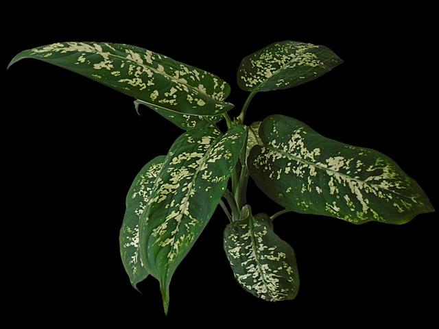 植物种子的生命力 v2-2f9ab90d017d78c8f0f220236dce9a59_r.jpg