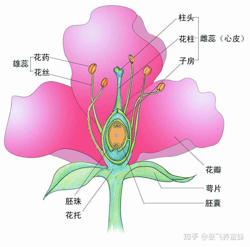 花粉是被子植物雄蕊花药或裸子植物小孢子叶上的小孢子囊内的粉状物