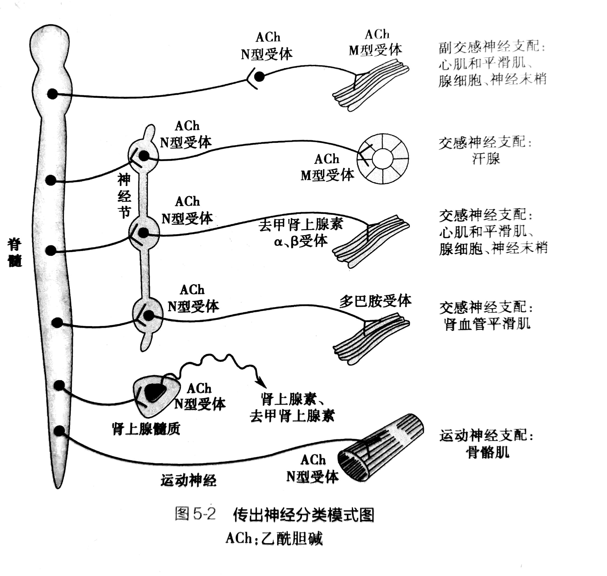 这些神经的分布