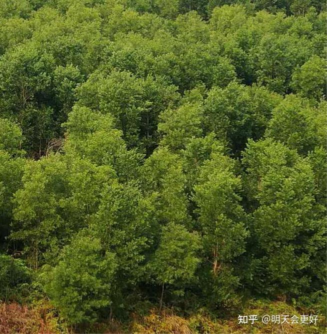 珍贵速生树种植物非试管高效快繁黑木相思