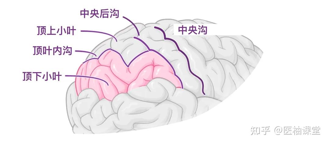 人体解剖学基础:大脑皮层 - 知乎