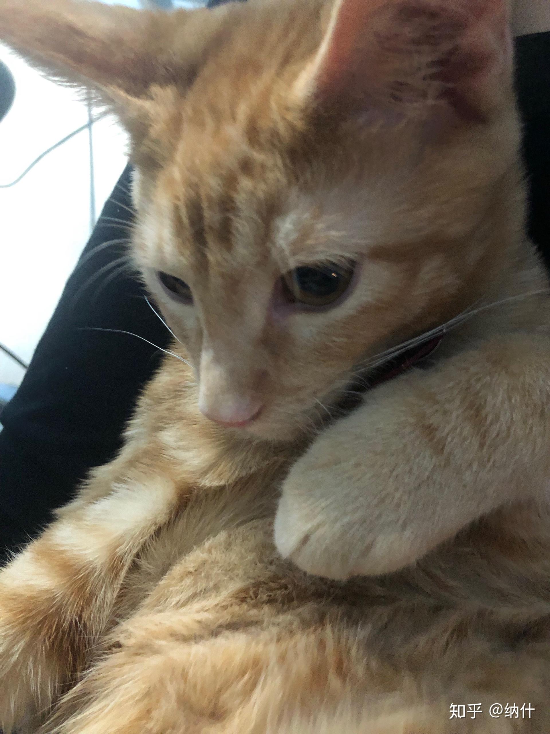 养六个月以下的小奶猫是怎样的体验