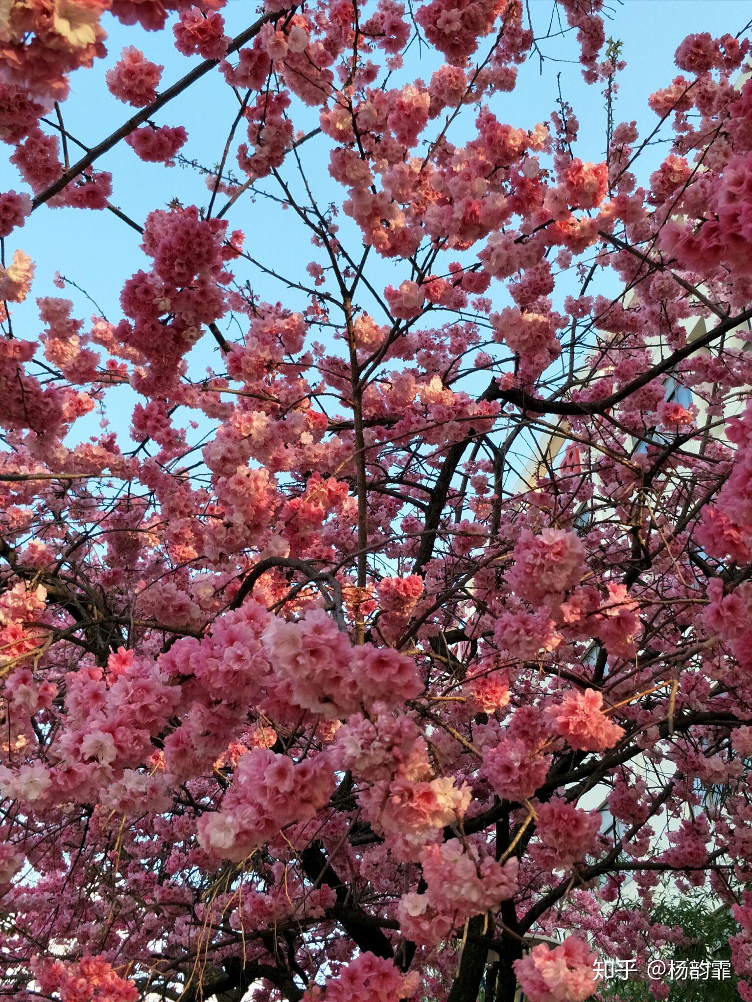樱桃树的花和樱桃花形、花期差不多,都是一簇