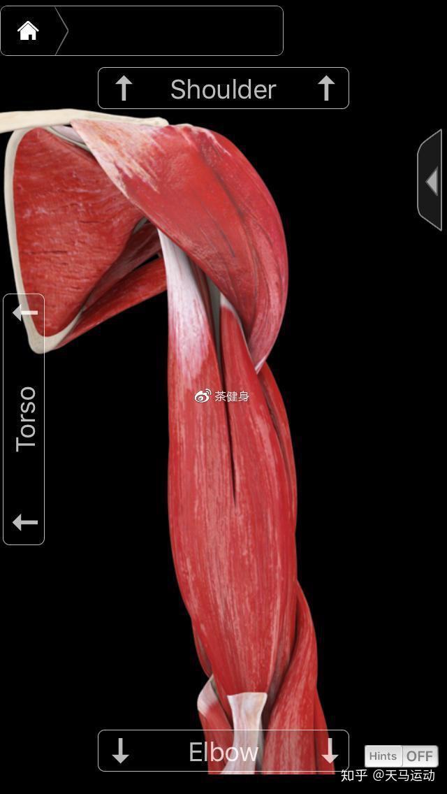 起点位于肩胛骨盂上结节,短头的起点位于肩胛骨喙突,止点位于桡骨粗隆