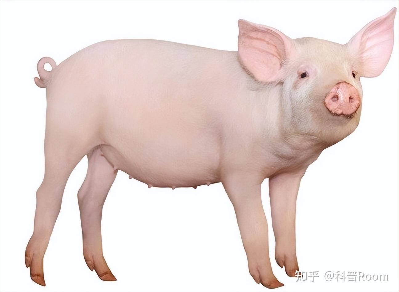 一类就是生活在野外的野猪,还有一类就是被人类家养的猪