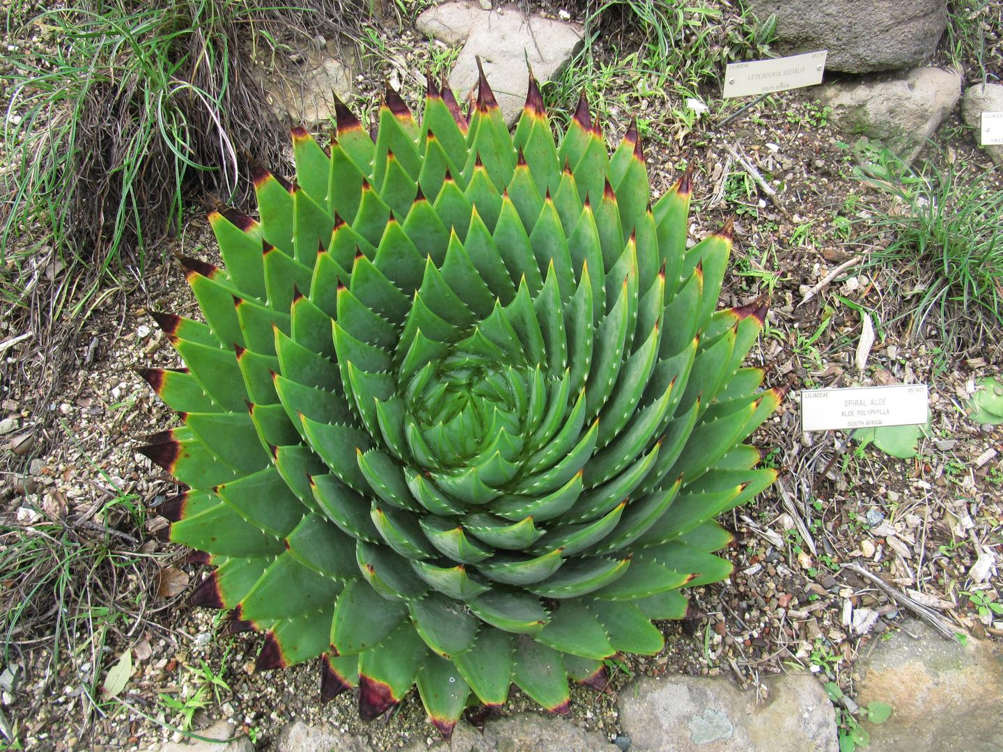 多肉植物全图鉴0 科属大表 1 知乎 多肉植物全图鉴0 科属大表 1 知乎