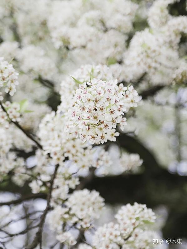 自然小札·梨花 | 一树梨花,一树月光 - 知乎