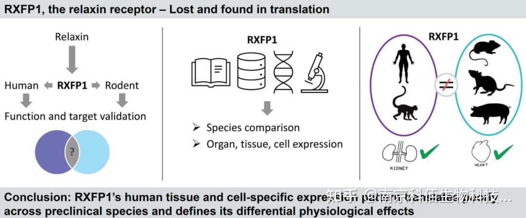 人类健康和疾病的新兴参与者——RXFP1 - 知乎