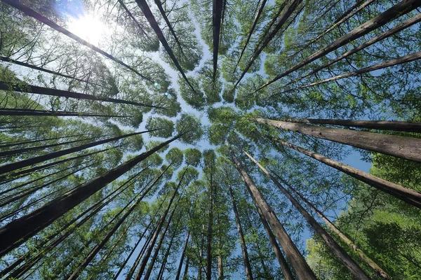 萊茵春天地板_春天盛世木地板_邢臺盛世春天