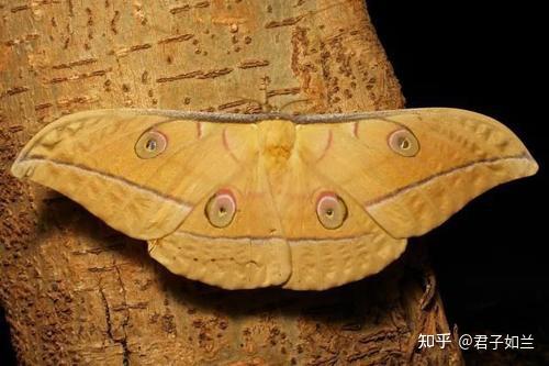 其实除了以上蚕种之外,还有其他蚕种,比如虎蚕,天蚕,琥珀蚕,樟蚕,栗蚕