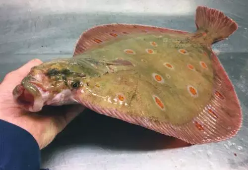 前方高能预警海底那么深鱼随便长长怎么了