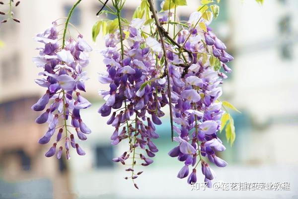 常用的鲜切花 紫荆花紫藤花玉兰 知乎