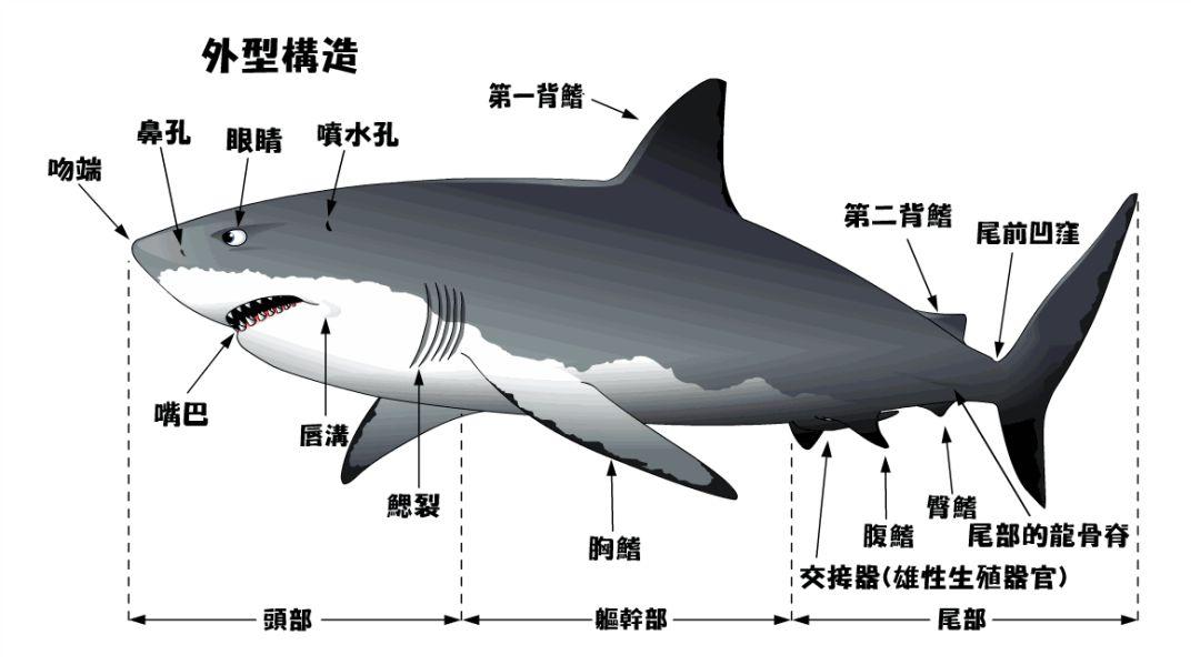 大白鲨的资料简介图片