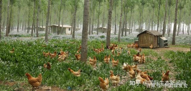 案例集｜让每只鸡在林下散养两年，探索生态循环畜牧农业的可能 - 知乎