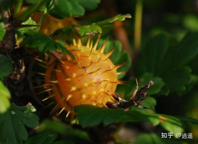 維生素c含量高於獼猴桃十倍的延壽抗癌藥果刺梨植物非試管高效快繁