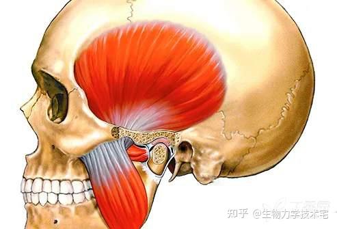 颞下颌关节的生物力学 - 知乎