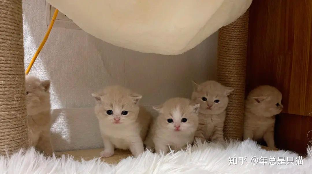 幼猫的免疫空白期有多可怕?如何才能帮助幼猫顺利度过免疫空白期?