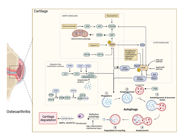 Front Cell Dev Biol 综述︱秦冬冬/李兆福/王琦团队合作评述骨关节炎中自噬与软骨退变相互作用 - 知乎