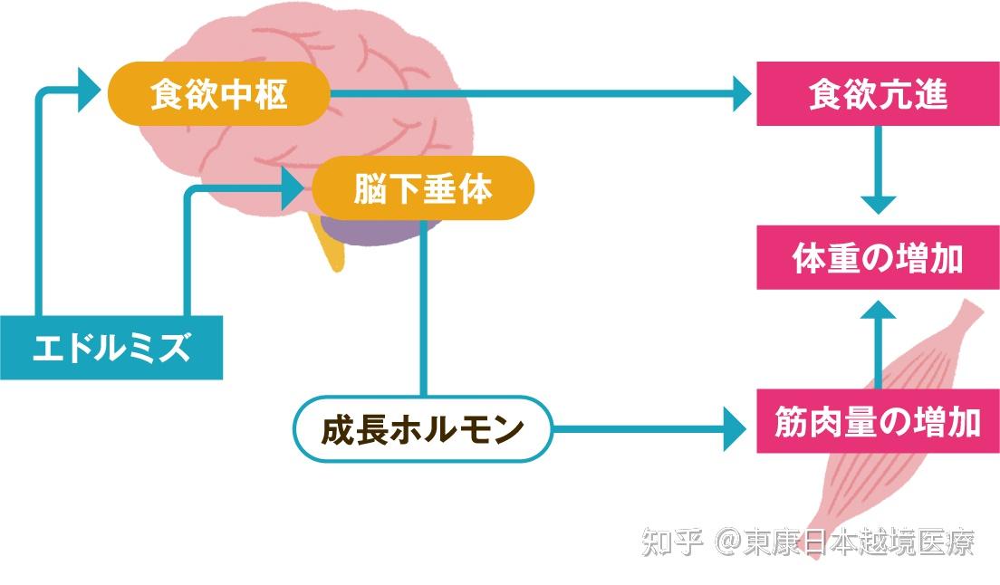 恶液质治疗药adlumiz(阿那莫林) 