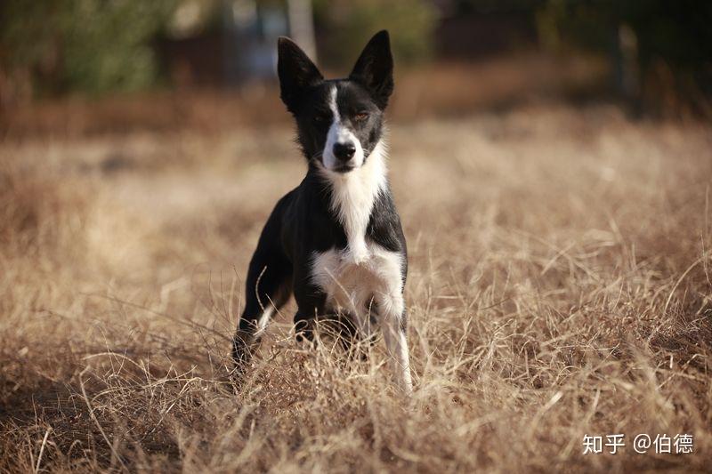 哪裡有比較好的短毛邊牧繁殖者或犬舍