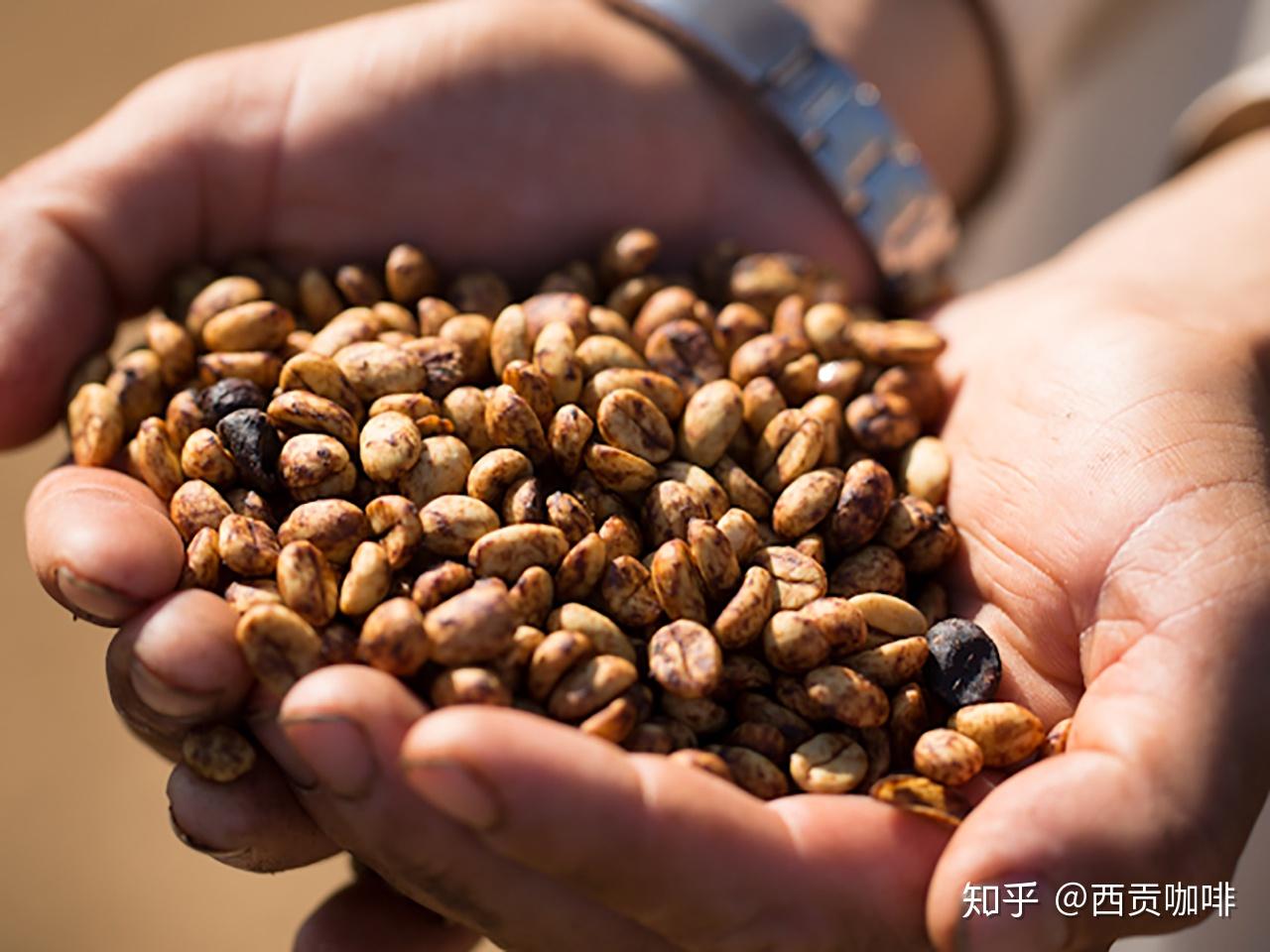 说到印度,除了红茶,还有咖啡!