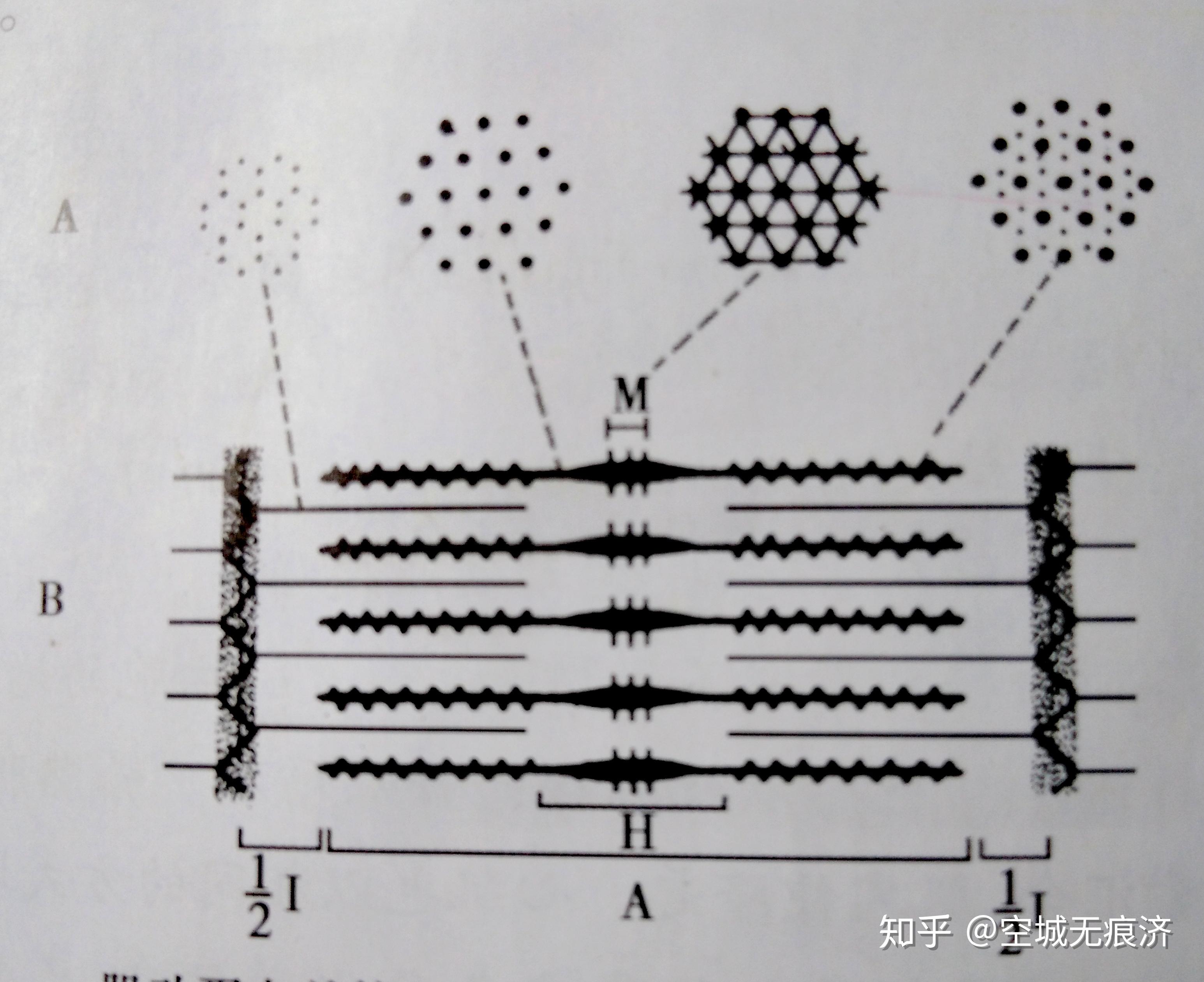 组织学与胚胎学重点3 - 知乎