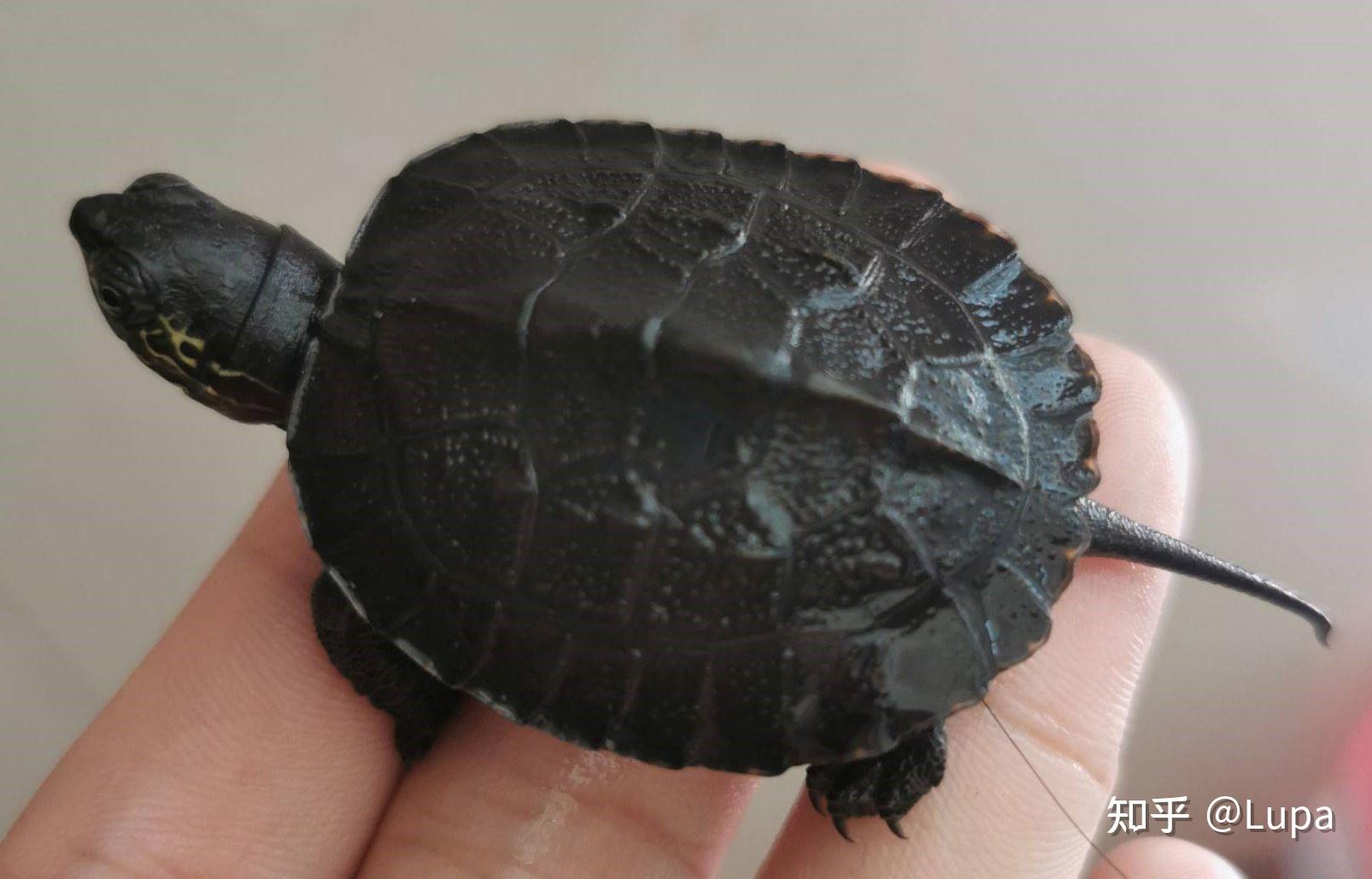 按价格排序常见观赏龟类推荐（水龟篇） - 知乎