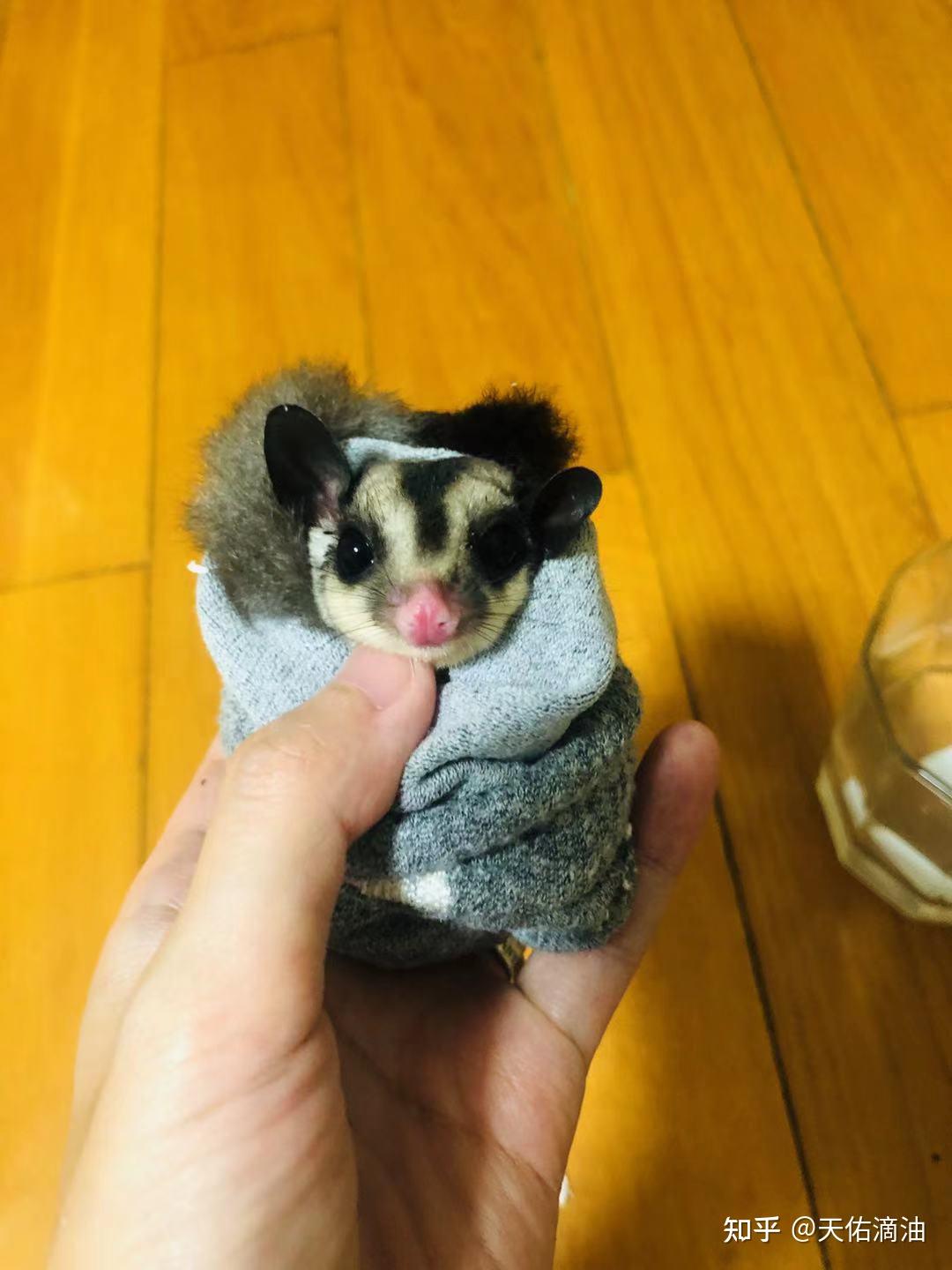 2个月的蜜袋鼯要学习飞行啦