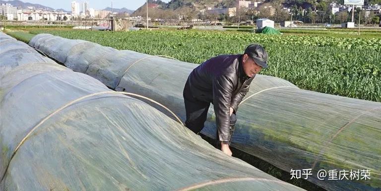 霜降来临，如何防止霜冻危害，试试这些方法！ - 知乎