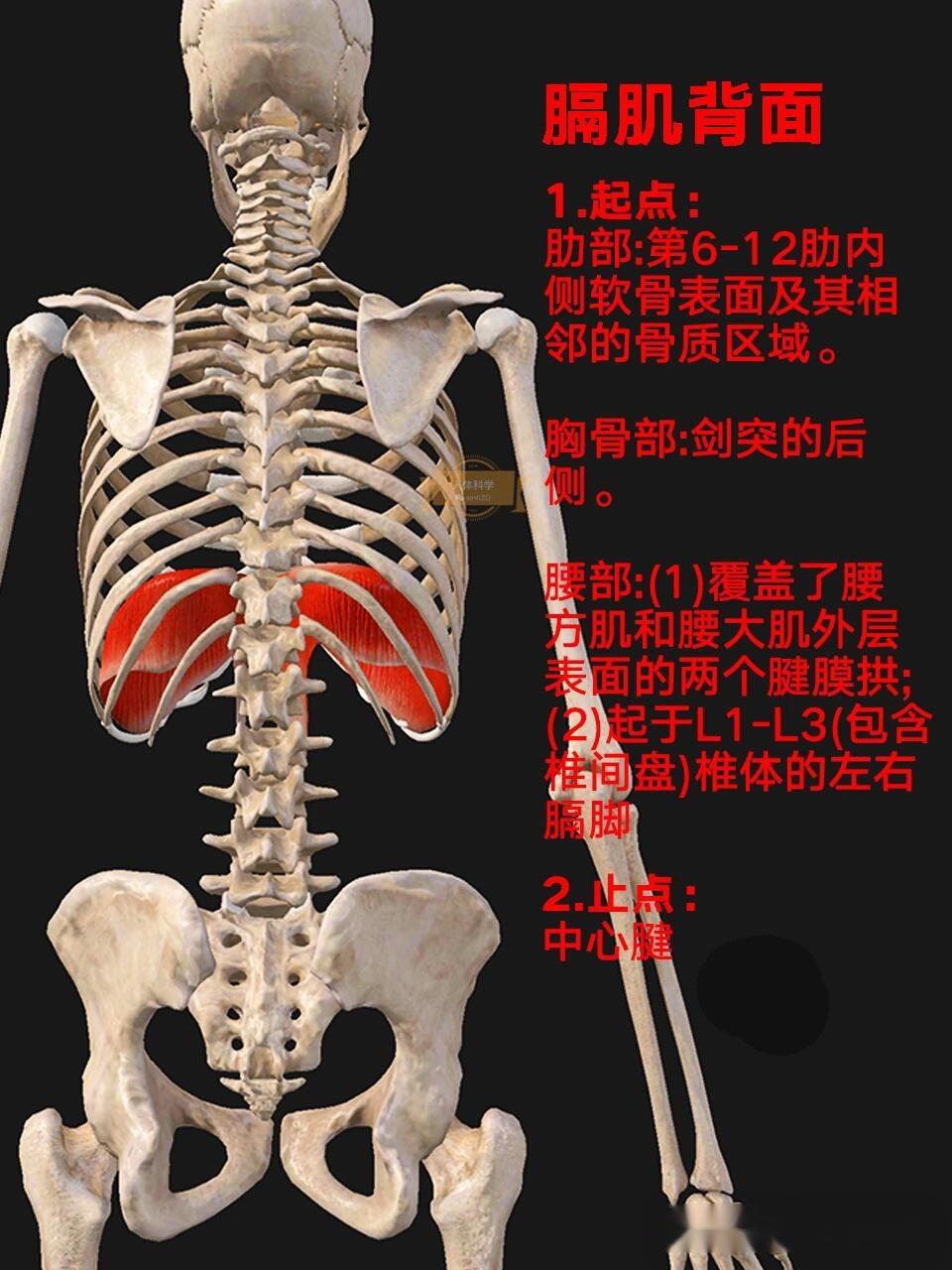 【膈肌】呼吸的发动机:生命的起伏 - 知乎