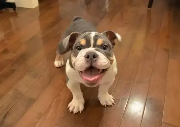 如何养狗系列149 狗狗打嗝怎么回事 知乎