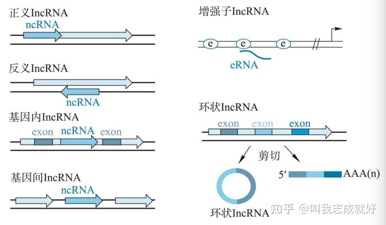 「分子生物学」提纲 学习笔记 知识总结 - 知乎
