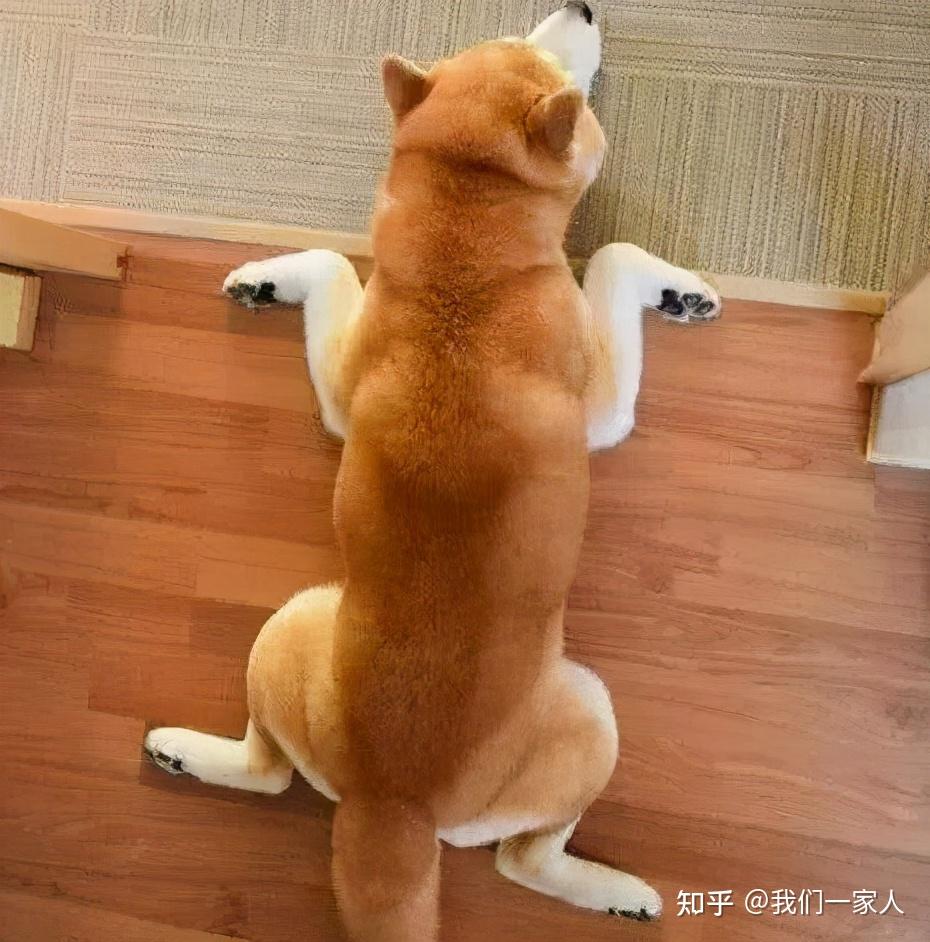 狗趴着的姿势代表图片