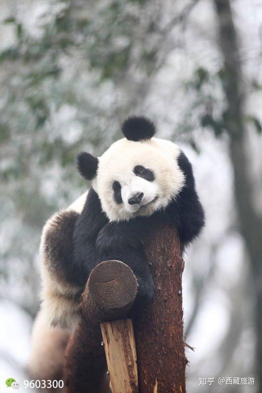 撒娇卖萌求抱抱没想到你是这样的大熊猫