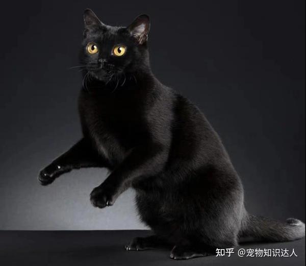 今生，一定要养一只中国玄猫，好处多！ - 知乎