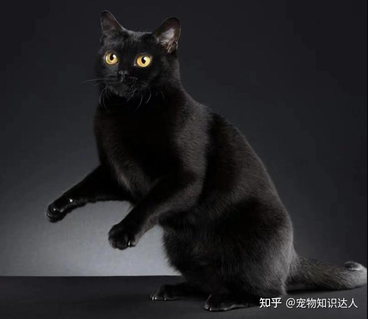 今生一定要养一只中国玄猫好处多