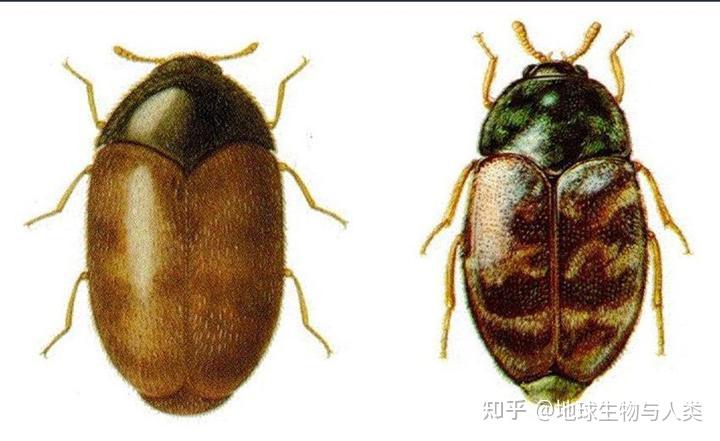 【动物界全系列】叩头虫下目—鲣栉虫总科〈皮蠹总科〉(上) - 知乎