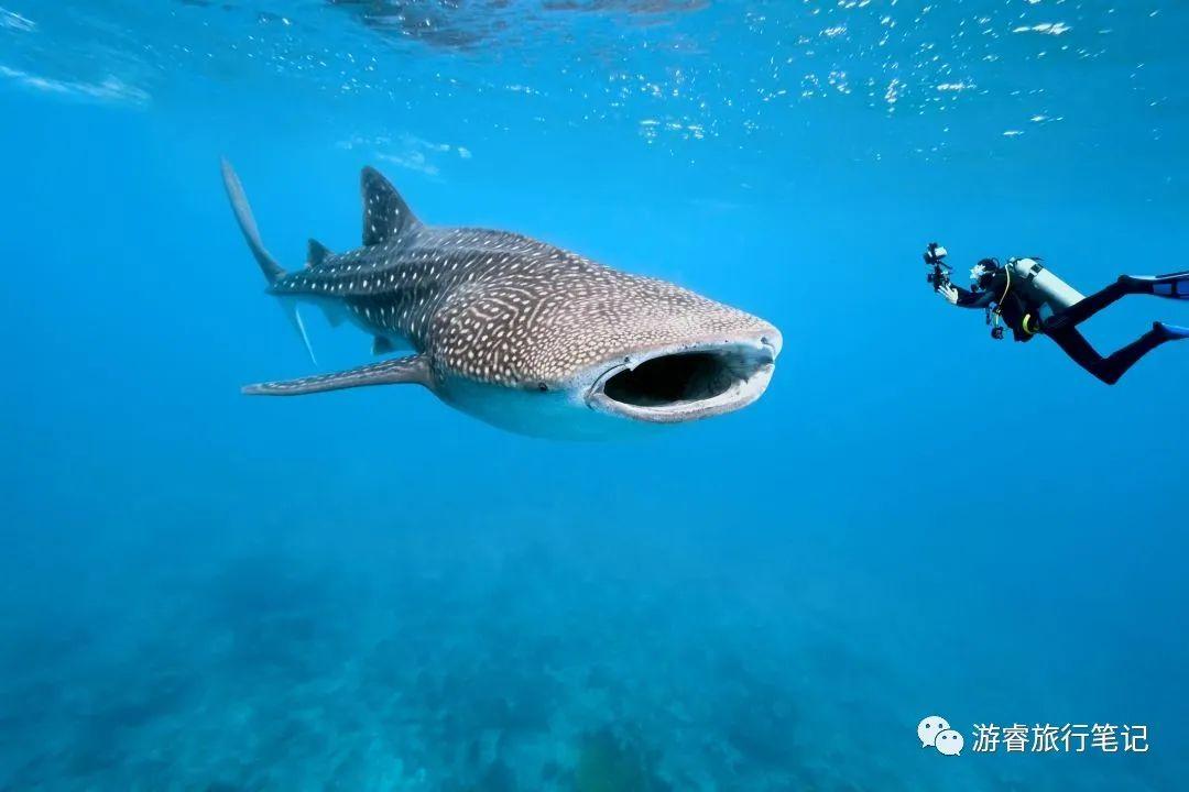 别急,除了鲸鲨,这里还有各种巨型海洋生物"呼啸而过".