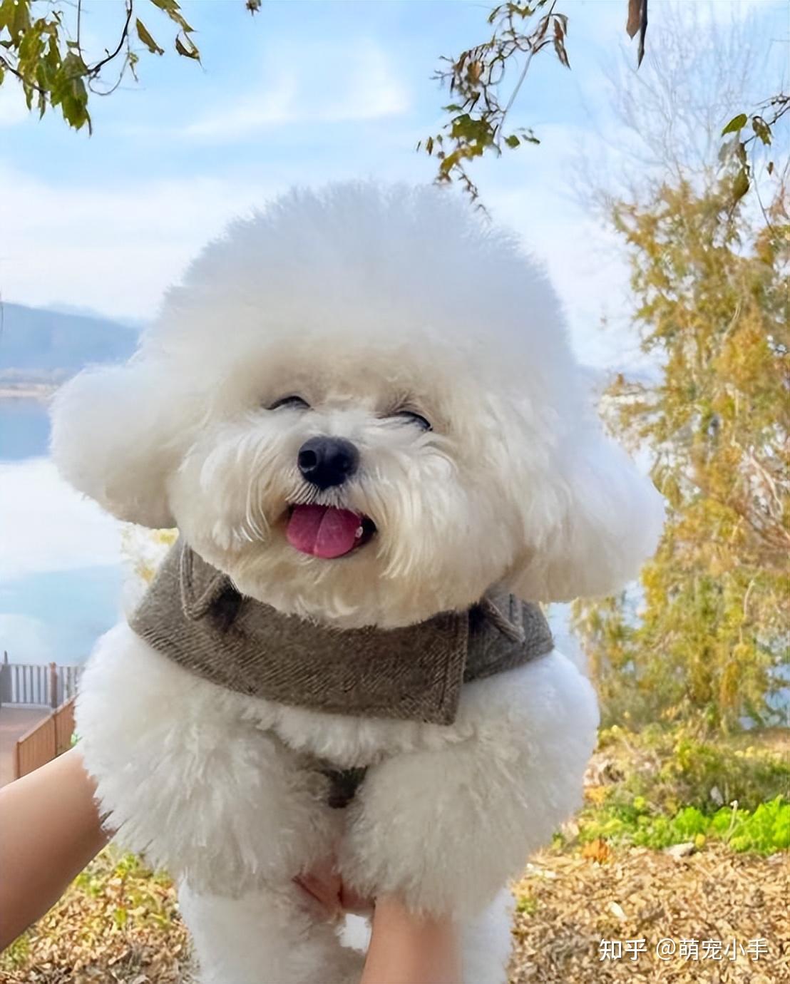 2 贵宾犬性格:活泼,机灵,腹黑贵宾犬颜色有好几种,体型也有大中小