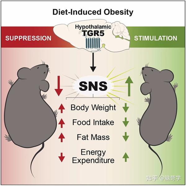 细胞 代谢 吃货福音 科学家发现这条信号通路能够预防肥胖 知乎