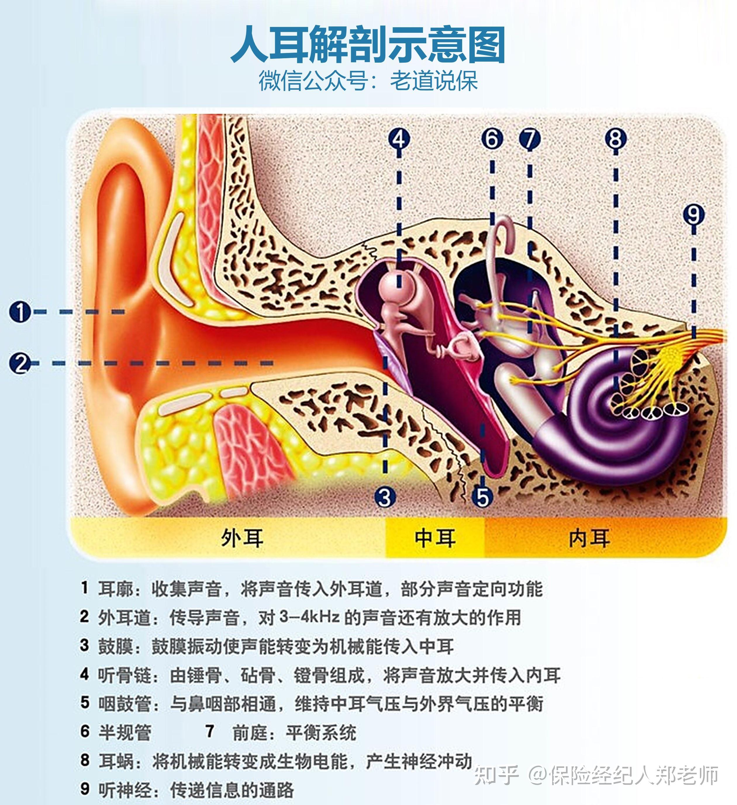 耳部结构图解大全高清图片