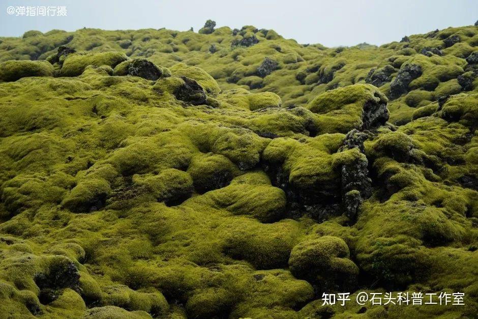 這是什麼草鑑定地球熱門草原類型