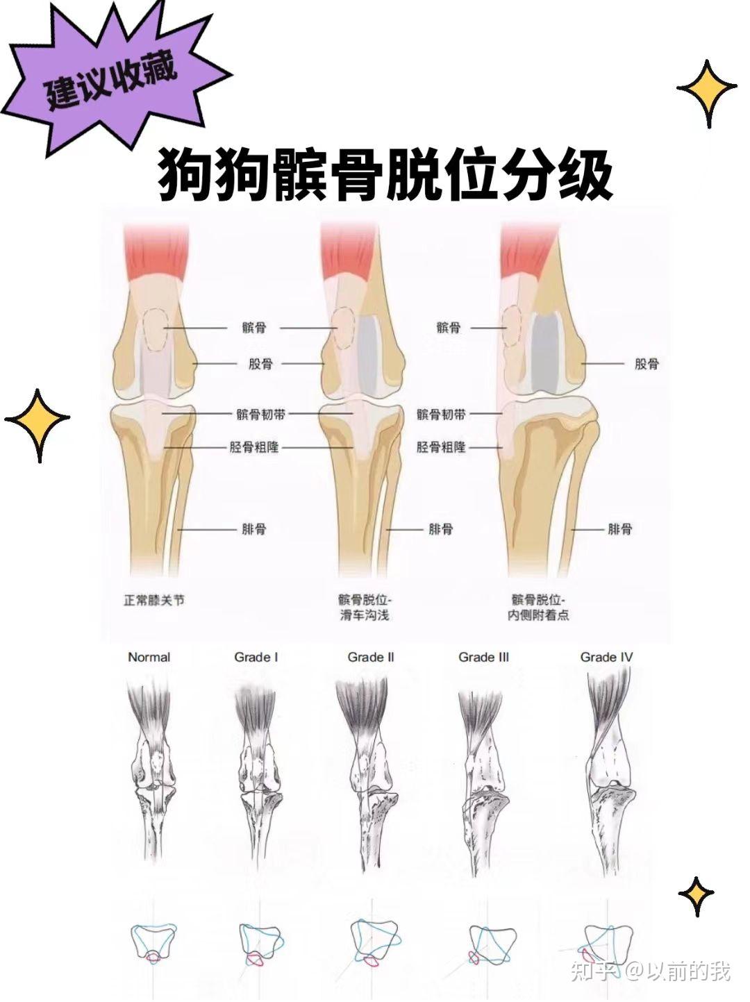 狗狗髌骨脱位科普