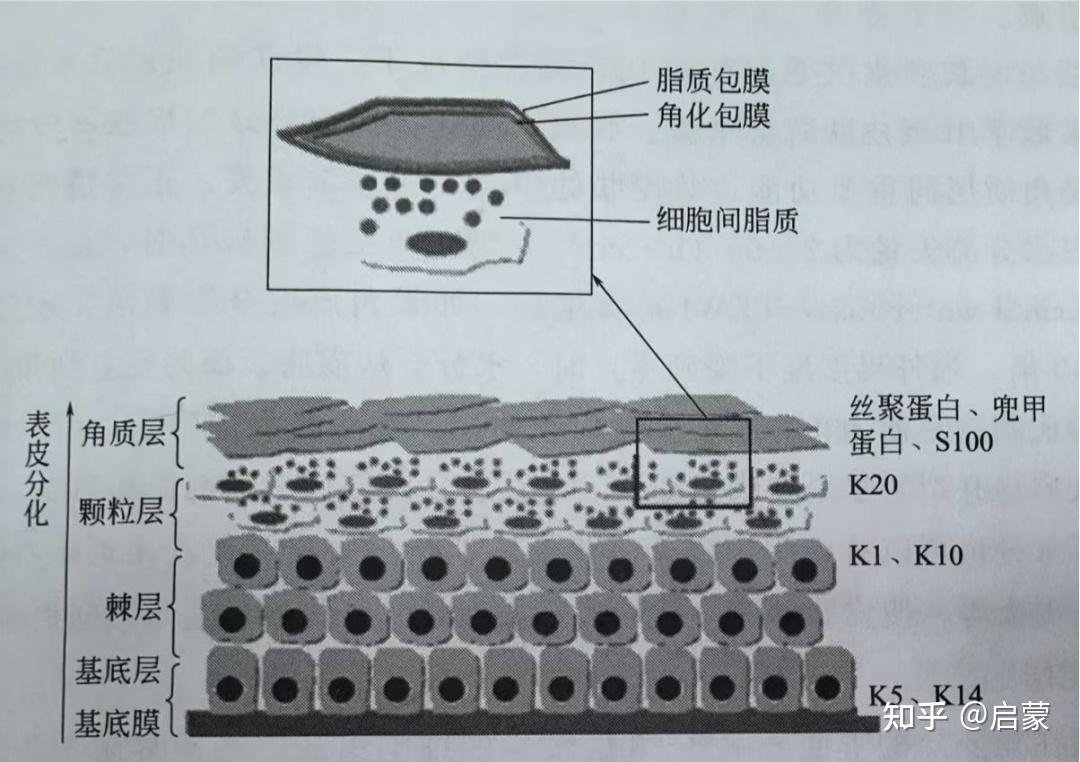 皮肤生理知识解析|表皮结构篇-角质层结构功能全解 - 知乎